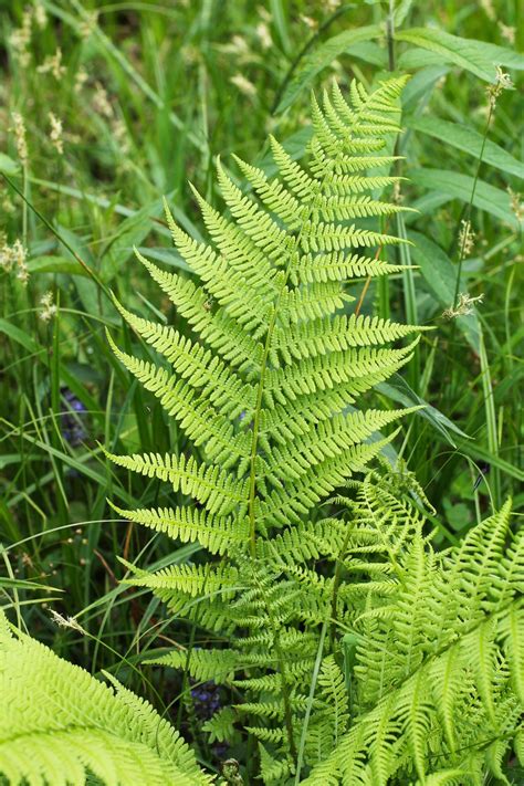 fern的意思|fern